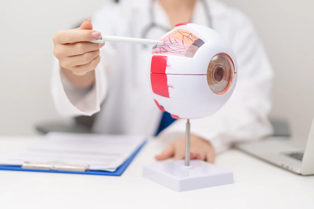 Doctor with human eye anatomy model